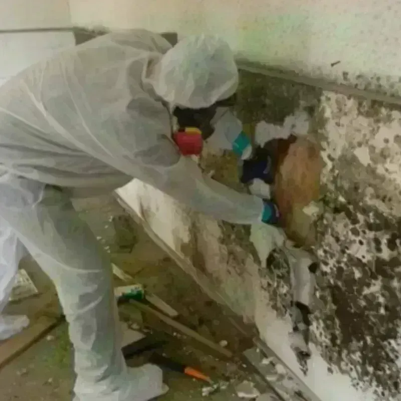 Mold Remediation and Removal in Paonia, CO